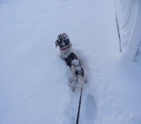 This is Bentley enjoying the snow in 2011