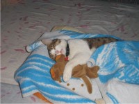 1.jpg (46.14 KiB) Viewed 32786 times crazy cat