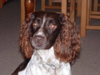 P1010156copy.jpg (51.14 KiB) Viewed 33896 times P1010156copy.jpg