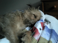 sleepy.png (476.38 KiB) Viewed 35409 times Sleepy Hairy Chewbaka aka Ronda