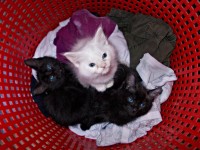 DSCN0845.JPG (99.84 KiB) Viewed 30353 times DSCN0845.JPG