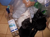 DRUNK KITTENS.JPG (92.19 KiB) Viewed 36572 times These little guy's need to get sober so we can give them away :D