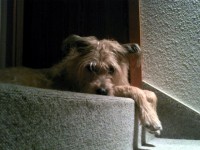 ronda.jpg (79.6 KiB) Viewed 41456 times Waiting for bedtime